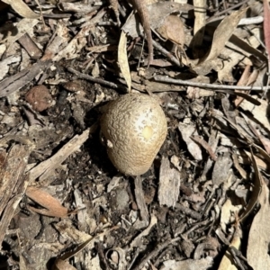 Amanita sp. at Carwoola, NSW - 15 Oct 2022