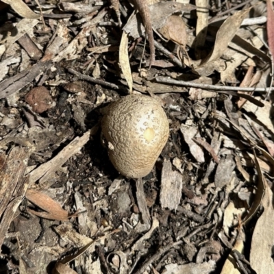 Amanita sp. (Amanita sp.) at Carwoola, NSW - 15 Oct 2022 by KMcCue