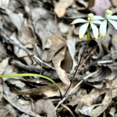 Caladenia ustulata (Brown Caps) at Wanna Wanna Nature Reserve - 15 Oct 2022 by KMcCue