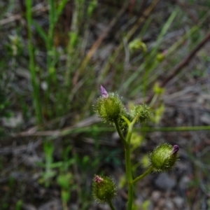 Drosera gunniana at Jerrabomberra, ACT - 19 Oct 2022 03:43 PM