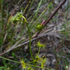 Drosera gunniana at Jerrabomberra, ACT - 19 Oct 2022