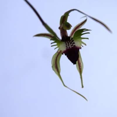 Caladenia atrovespa (Green-comb Spider Orchid) at Wanniassa Hill - 19 Oct 2022 by Mike