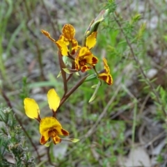 Diuris semilunulata (Late Leopard Orchid) at Jerrabomberra, ACT - 19 Oct 2022 by Mike