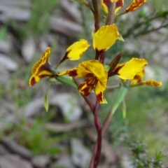 Diuris semilunulata at Jerrabomberra, ACT - suppressed