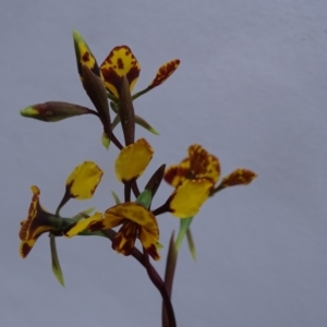 Diuris semilunulata at Jerrabomberra, ACT - suppressed