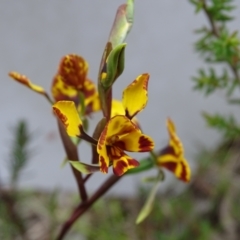 Diuris semilunulata at Jerrabomberra, ACT - 19 Oct 2022