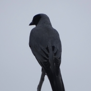 Coracina novaehollandiae at Jerrabomberra, ACT - 19 Oct 2022