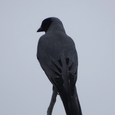 Coracina novaehollandiae (Black-faced Cuckooshrike) at Wanniassa Hill - 19 Oct 2022 by Mike