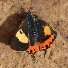 Pseudalmenus chlorinda (Silky Hairstreak) at Mongarlowe, NSW - 19 Oct 2022 by LisaH