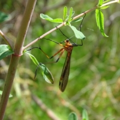 Harpobittacus australis (Hangingfly) at Symonston, ACT - 19 Oct 2022 by Mike