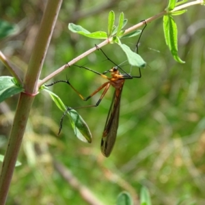 Harpobittacus australis at Symonston, ACT - 19 Oct 2022