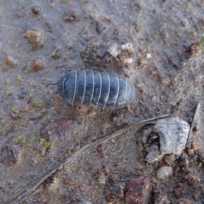 Armadillidium vulgare (Slater bug, woodlouse, pill bug, roley poley) at O'Malley, ACT - 19 Oct 2022 by Mike