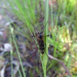 Gynoplistia (Gynoplistia) bella at O'Malley, ACT - 19 Oct 2022