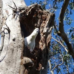 Cacatua galerita at O'Malley, ACT - 19 Oct 2022 08:13 AM