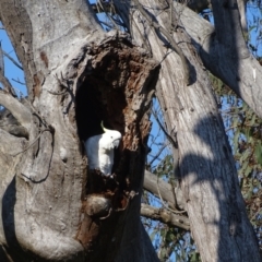 Cacatua galerita at O'Malley, ACT - 19 Oct 2022 08:13 AM