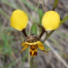 Backobourkia (genus) at Stromlo, ACT - 18 Oct 2022 03:12 PM