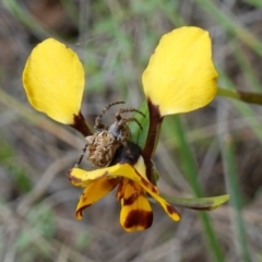 Backobourkia sp. (genus) at Stromlo, ACT - 18 Oct 2022