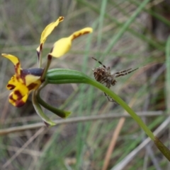 Backobourkia (genus) at Stromlo, ACT - 18 Oct 2022 03:12 PM