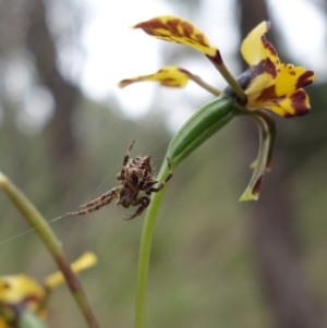 Backobourkia sp. (genus) at Stromlo, ACT - 18 Oct 2022