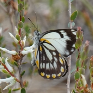 Belenois java at Stromlo, ACT - 18 Oct 2022 02:21 PM