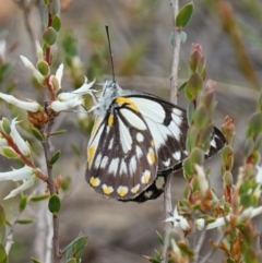 Belenois java at Stromlo, ACT - 18 Oct 2022