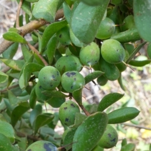 Persoonia rigida at Coree, ACT - 19 Oct 2022