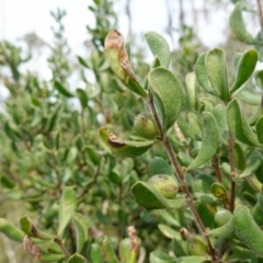 Persoonia rigida at Coree, ACT - 19 Oct 2022