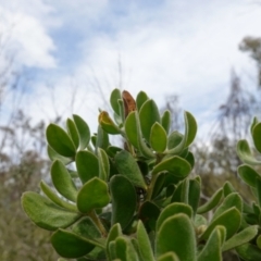 Persoonia rigida at Coree, ACT - 19 Oct 2022