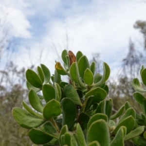 Persoonia rigida at Coree, ACT - 19 Oct 2022