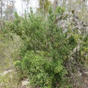 Persoonia rigida at Coree, ACT - 19 Oct 2022