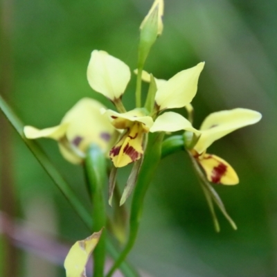 Diuris sulphurea (Tiger Orchid) at Moruya, NSW - 19 Oct 2022 by LisaH