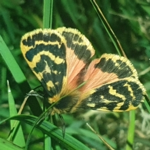 Ardices curvata at Molonglo Valley, ACT - 19 Oct 2022