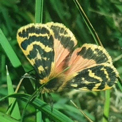 Ardices curvata (Crimson Tiger Moth) at Aranda Bushland - 19 Oct 2022 by LD12