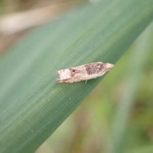 Spilonota constrictana at Murrumbateman, NSW - 18 Oct 2022 02:57 PM