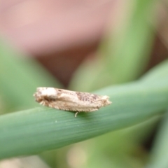 Spilonota constrictana at Murrumbateman, NSW - 18 Oct 2022 02:57 PM