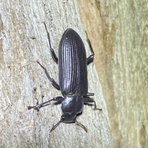 Zophophilus sp. (genus) at Jerrabomberra, NSW - 19 Oct 2022