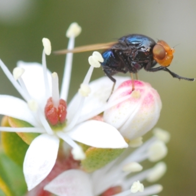 Unidentified True fly (Diptera) at Tennent, ACT - 18 Oct 2022 by Harrisi