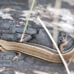 Acritoscincus duperreyi (Eastern Three-lined Skink) at Tennent, ACT - 18 Oct 2022 by Harrisi
