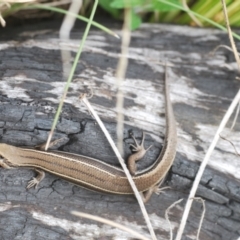 Acritoscincus duperreyi at Tennent, ACT - 18 Oct 2022