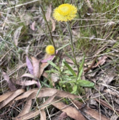 Coronidium scorpioides (Button Everlasting) at Pomaderris Nature Reserve - 17 Oct 2022 by JaneR