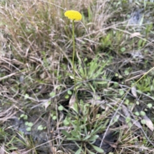 Craspedia variabilis at Gundary, NSW - 17 Oct 2022