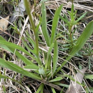 Craspedia variabilis at Gundary, NSW - 17 Oct 2022