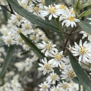 Olearia lirata at Gundary, NSW - 17 Oct 2022 03:18 PM