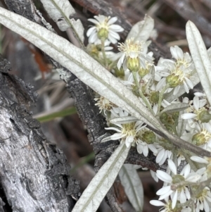 Olearia lirata at Gundary, NSW - 17 Oct 2022 03:18 PM