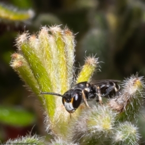 Hylaeus sp. (genus) at Bruce, ACT - 19 Oct 2022 10:05 AM