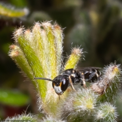 Hylaeus sp. (genus) (A masked bee) at Bruce, ACT - 19 Oct 2022 by Roger