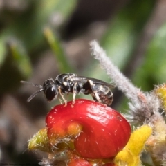 Hylaeus sp. (genus) at Bruce, ACT - 19 Oct 2022 10:05 AM