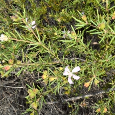 Philotheca salsolifolia subsp. salsolifolia (Philotheca) at Barringella, NSW - 19 Oct 2022 by plants
