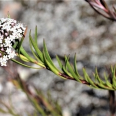 Platysace lanceolata (Shrubby Platysace) at Barringella, NSW - 19 Oct 2022 by plants