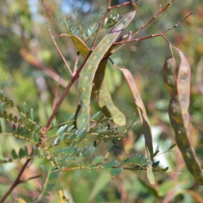 Acacia terminalis (Sunshine Wattle) at Barringella, NSW - 19 Oct 2022 by plants